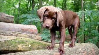 Chocolate Labrador Retriever Wallpaper