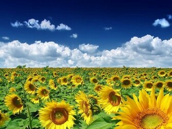 Sunset Wallpaper Sun Flowers Field