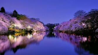 Wallpaper Night Lake Sakura Park Japan Lantern Osaka Cherry