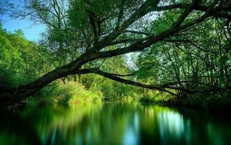 Rainforest Background