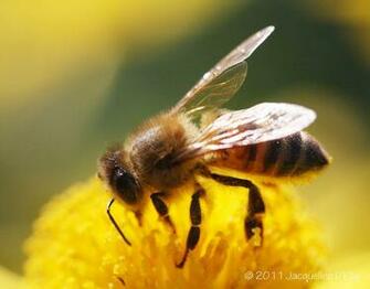 The Evil Honey Bee Bees Kill More Americans Than Terrorists But Big