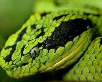 Groen Ogen Slang Hoofd Slangen Groene