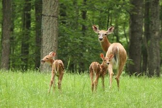 Beautiful Wallpaper Deer