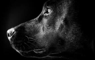 Black Labrador Profile 4k Wide UHD Wallpaper HD