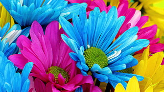 Gerbera Daisies Wallpaper