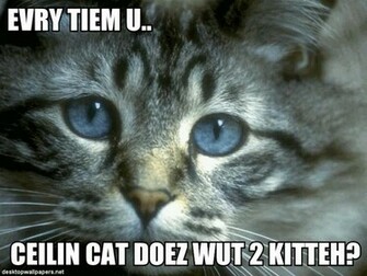 Lolcats Background Wallpaper