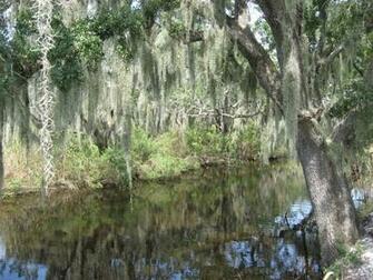 Swamp Scenes Related Keywords Suggestions Long Tail