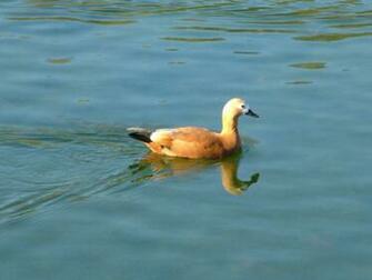 7art Clipart And Wallpaper Reflected Duck