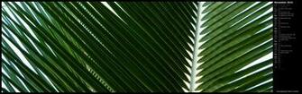 Mlewallpaper Overlapping Palm Fronds Calendar