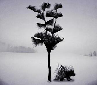 Porcupine Tree Wallpaper