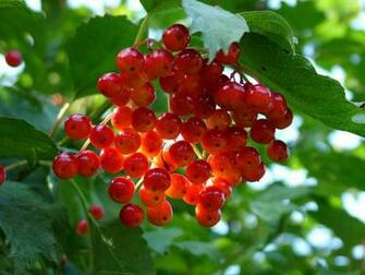Christmas Wallpaper Berries Photography Desktop