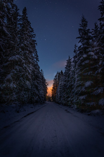 Winter Forest Pictures Image