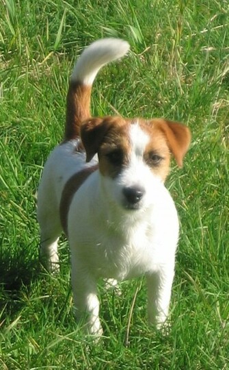 Cute Jack Russell Terrier Wallpaper X