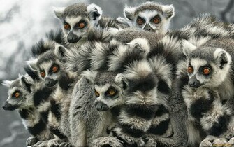 Animal Lemur Wallpaper