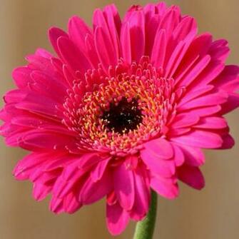 Beauty Flowers