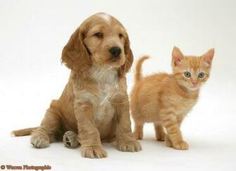 Inspiritoo Cute Cocker Spaniel Puppy Wallpaper Html