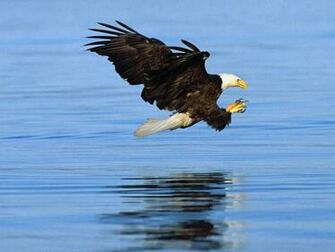 Bald Eagle Wallpaper Funny Animals
