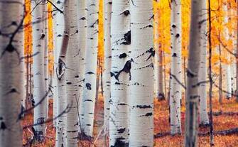Image Usa Colorado Aspen Birch Nature Autumn Forests Trunk Tree