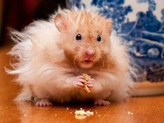 Wallpaper D Un Hamster Tout Bouriff Animaux