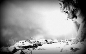 Cougar Wallpaper Desktop And Mobile Wallippo