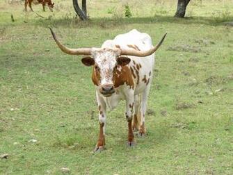 Longhorn Cattle Computer Wallpaper Desktop Background