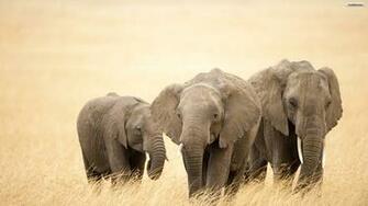 Elephant Wallpaper