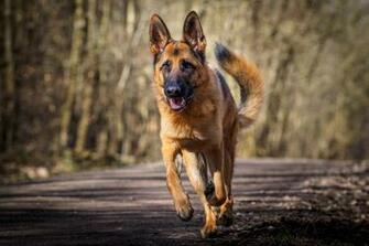 German Shepherd Wallpaper Background Desk