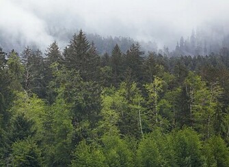 Pacific Northwest Wallpaper Doing What It Does In A
