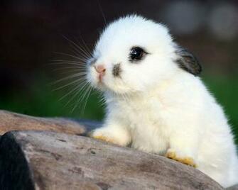 Cute White Baby Bunnies HD Pictures Wallpaper Forest