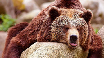 Pin HD Wallpaper Bear
