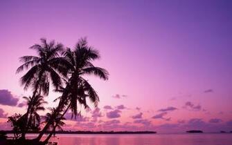 Pink Sunset Background HD Wallpaper Background