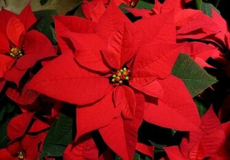 Poinsettia Flower Wallpaper Full Desktop Background