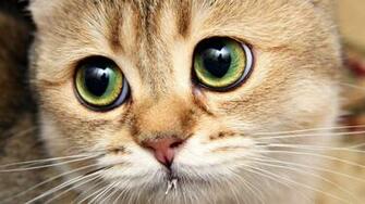 Cats Desktop Wallpaper High Definition Quality