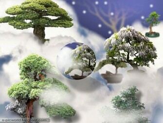 Bonsai Garden Wallpaper Beauty