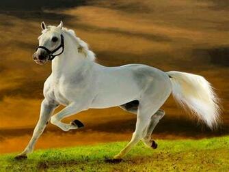 American Quarter Horse Wallpaper