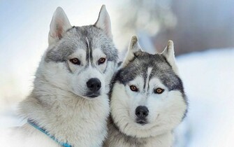 Siberian Husky Wallpaper 1080p