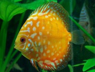Discus Fish Wallpaper