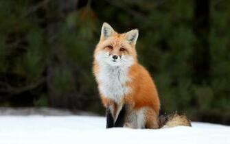 Foxes Image Red Fox HD Wallpaper And Background Photos
