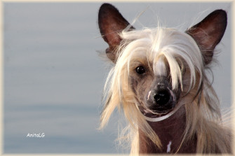 Dogs Chinese Crested Head Glance Snout Rare Gallery