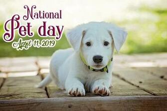 International Pet Day Wallpaper Archives Hindi Graphics