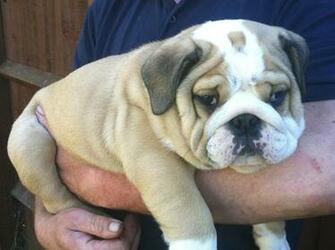 English Bulldog Widescreen Wallpaper Dogbreedswallpaper