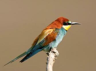 Beautiful Colourful Sparrows HD Wallpaper