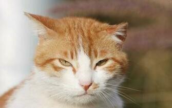Sleepy Orange And White Cat Wallpaper