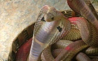Live Snake Wallpaper Which Is Under The