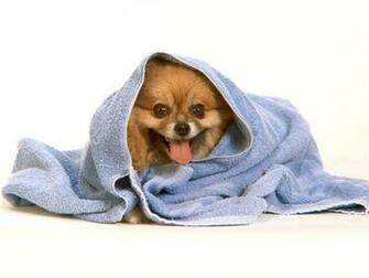 All Wallpaper Funny Dogs