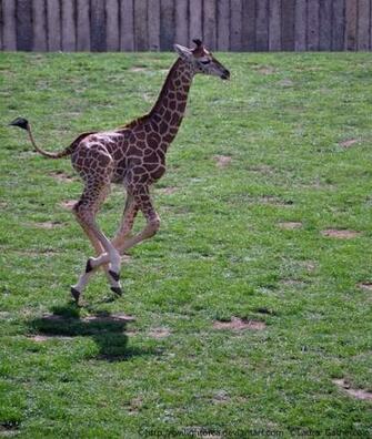 Baby Giraffe By Mummyorca