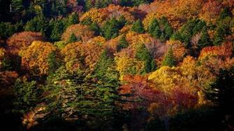 Fall Trees Wallpaper HD Background