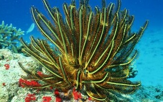 Ocean Floor Wallpaper