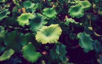 Beautiful Wallpaper For Desktop Lotus HD