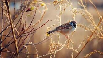 P Bird Photos 4k UHD Wallapers